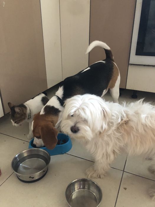 Cazare caini pet sitter