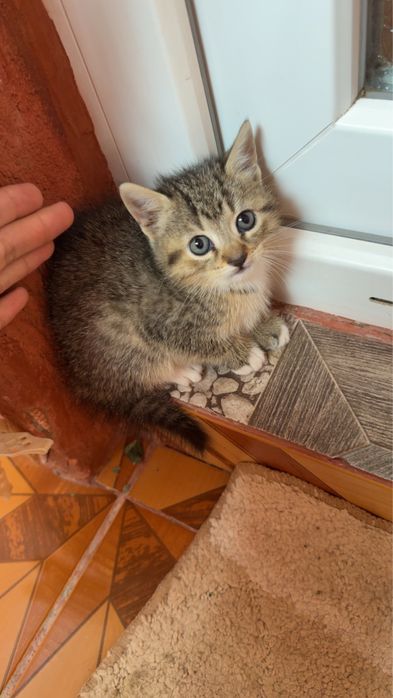Spre adoptie pisicute