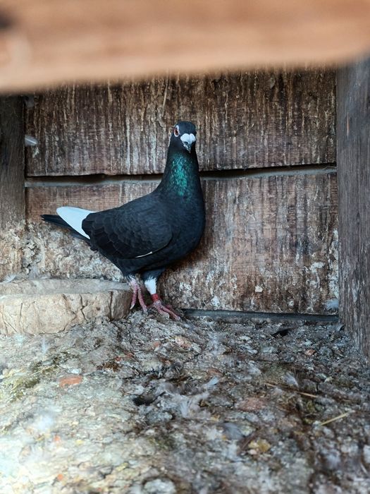 Dau la schimb porumbei