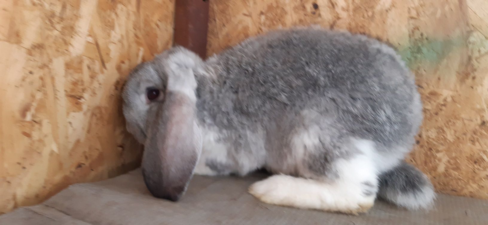 Puisori berbec german chinchilla