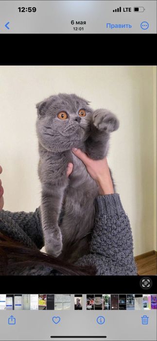 Вязка скотч фолд опитный