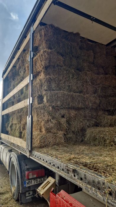 Baloti fan sau lucerna Rotunzi 40.Drept.500;Pomi Aluni Nuc.Castan.Afin