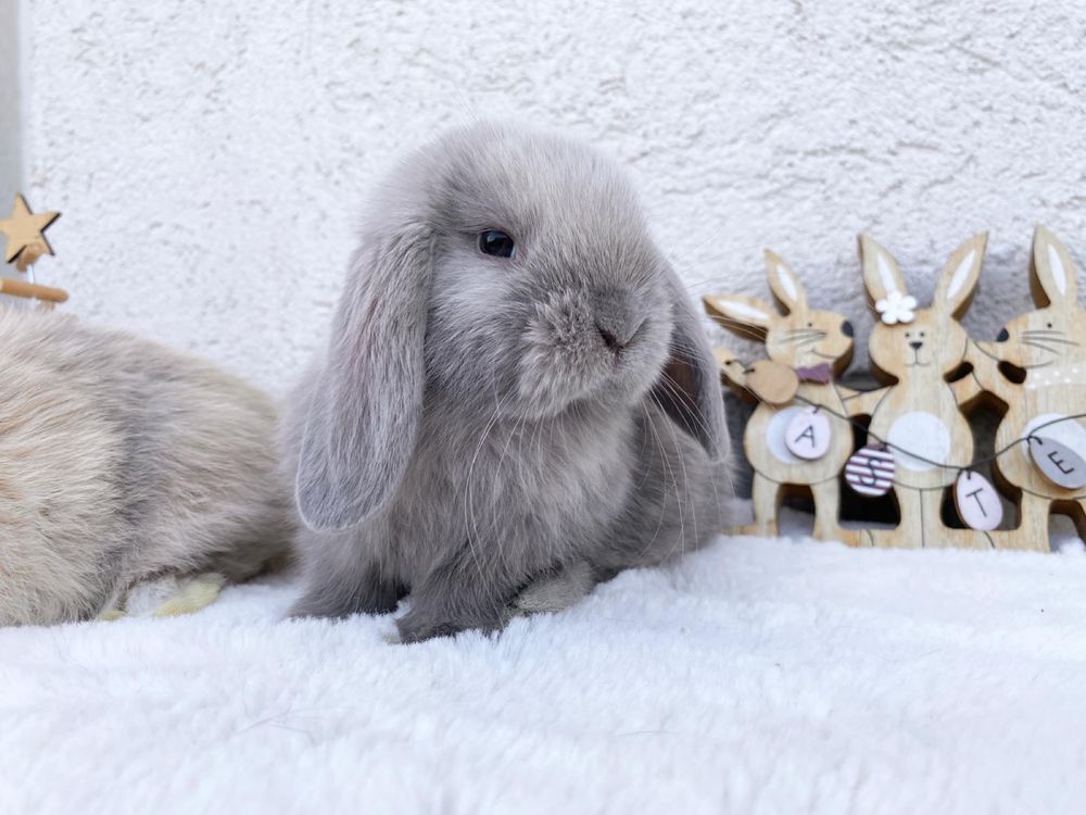 Iepuri pitici de companie berbec pitic/holland lop/mini lop