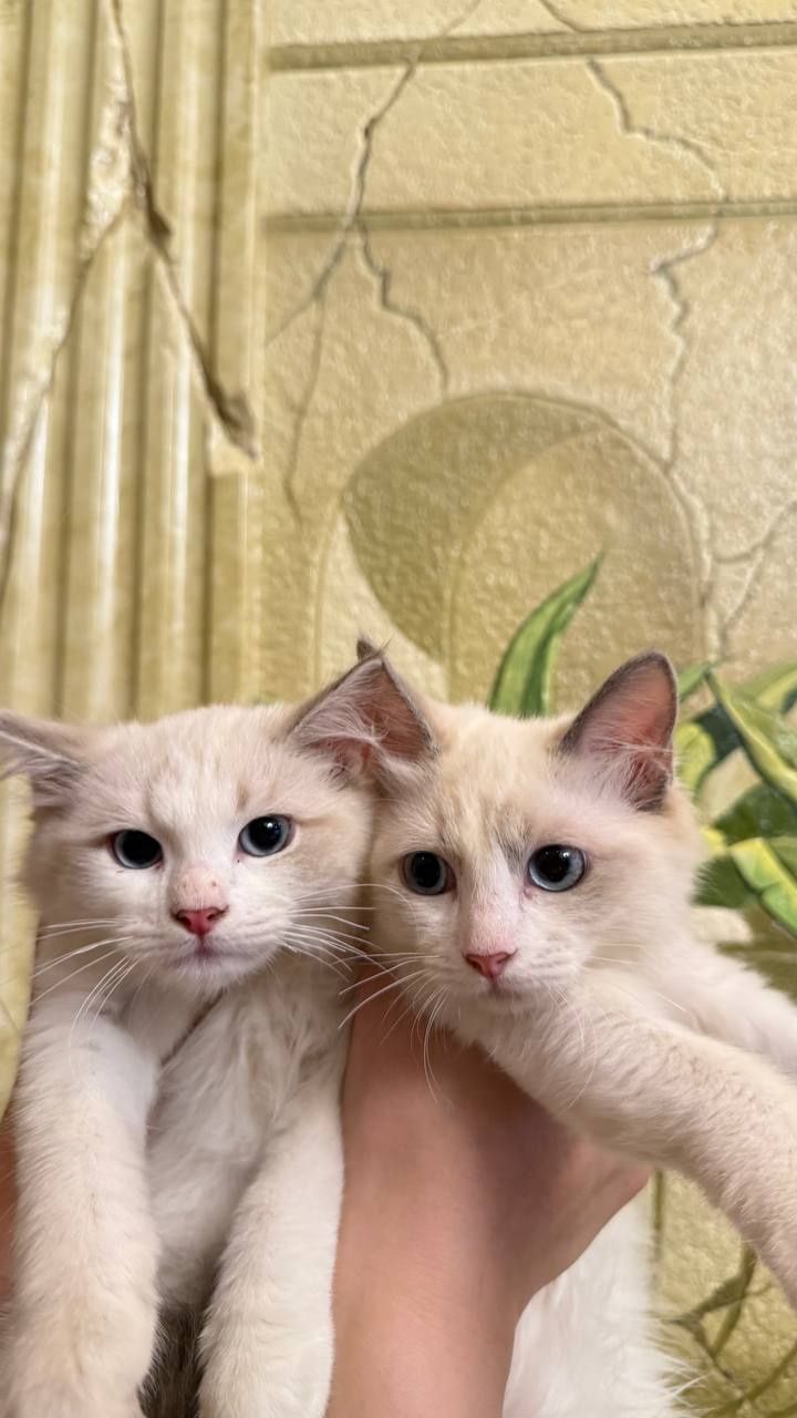 Продаются чистокровный рэгдоллы