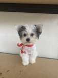 Yorkshire Biewer Terrier Deosebit