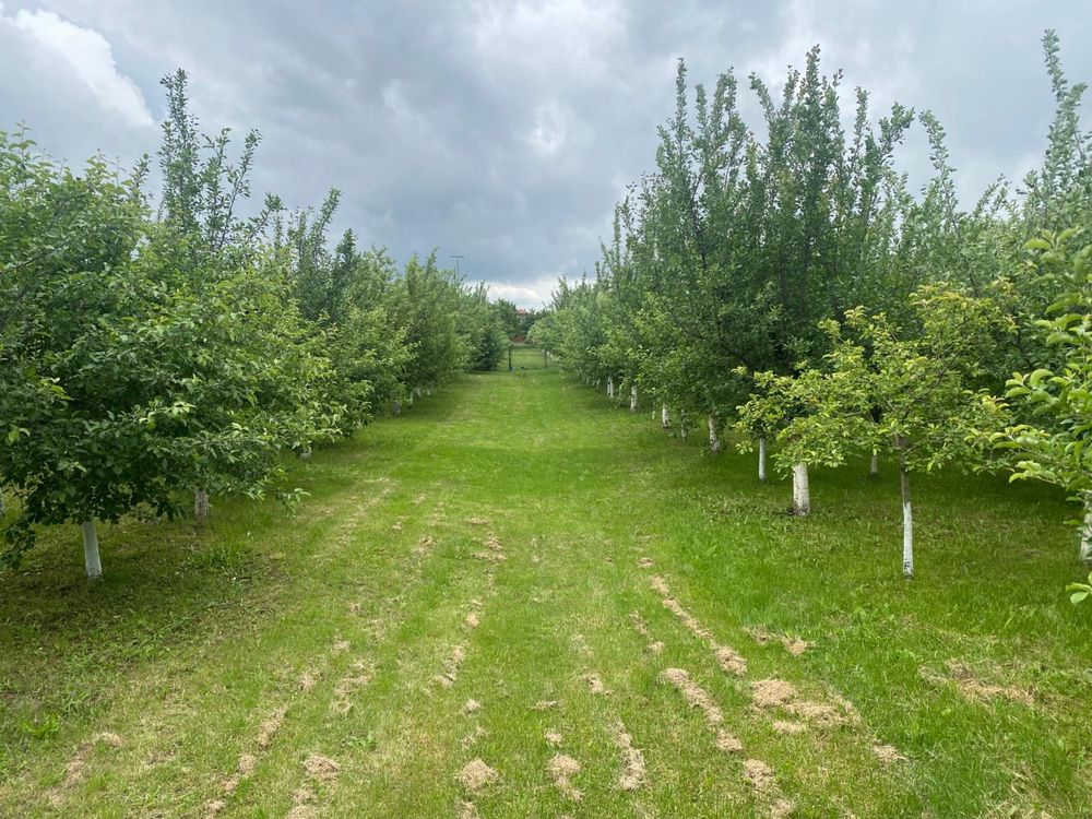 Vand teren intravilan in Alios , Jud TM suparafata 1500 m2