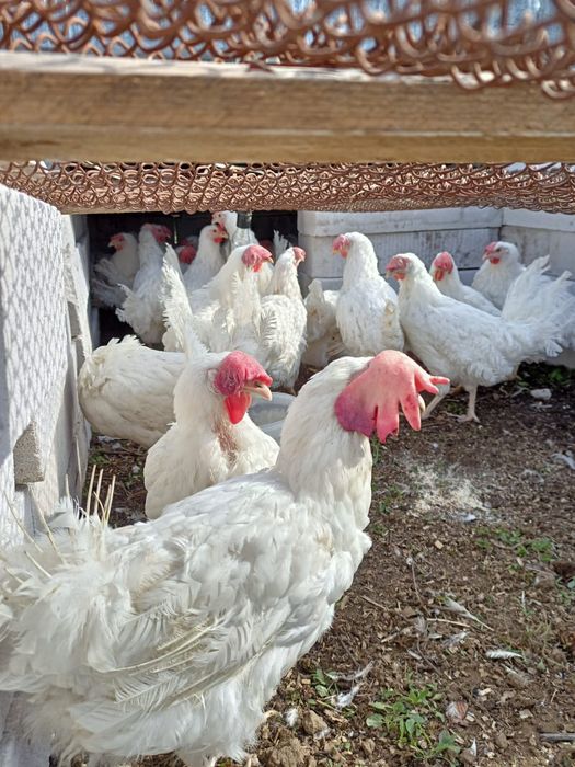 Тауық сатылады несушка