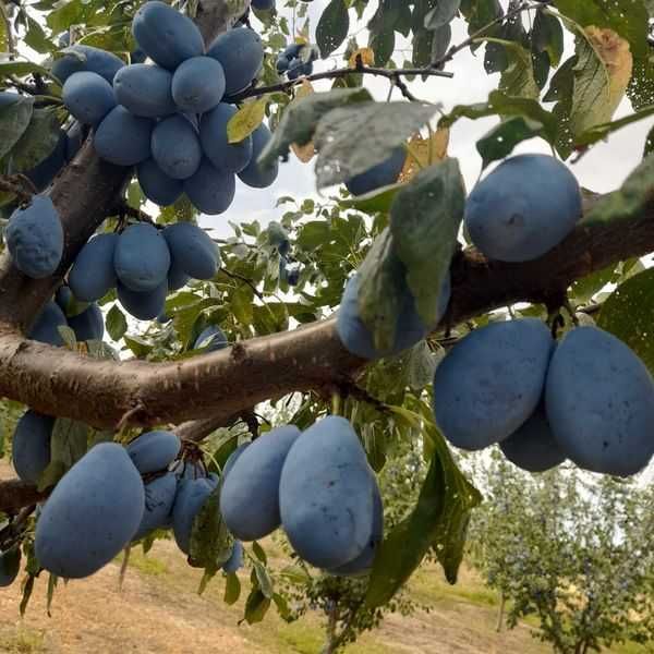 Prune STANLEY de vânzare