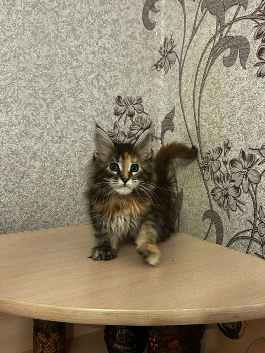 Мэйн кун котята 3 мес девочкипродам