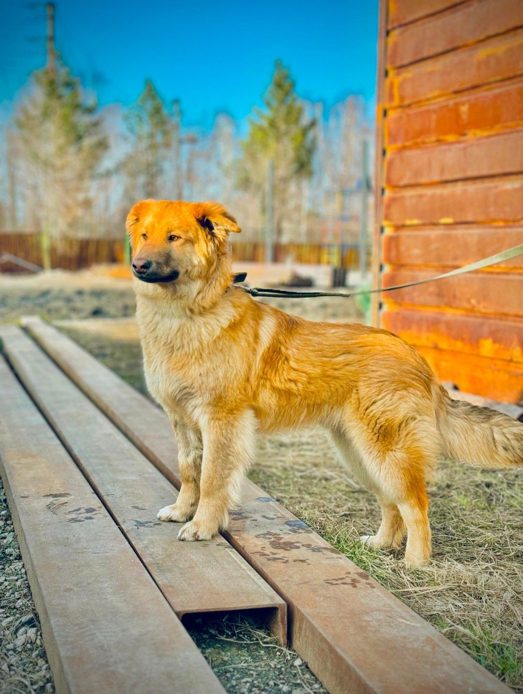 Собакам нужен дом!