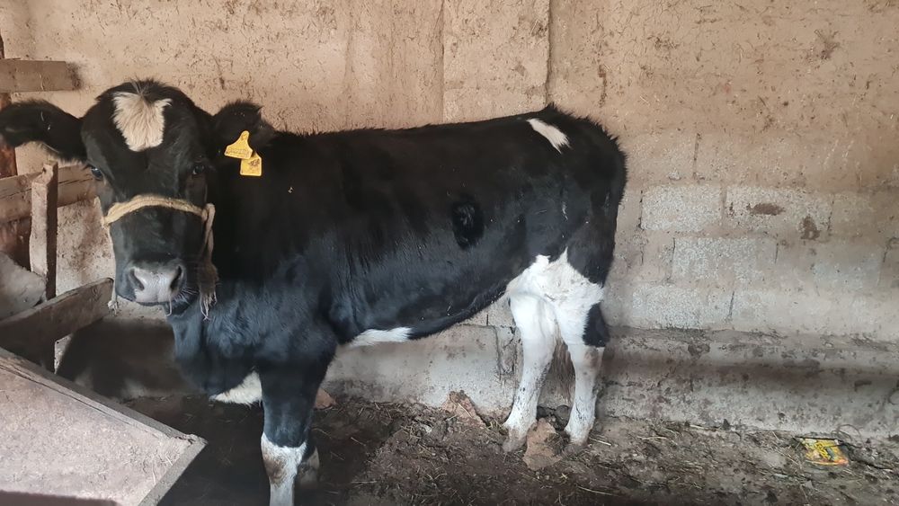 Мал сою қызметі. Қассап