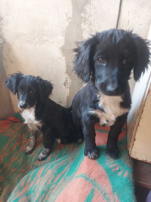 Срочно, щенок в добрые руки!