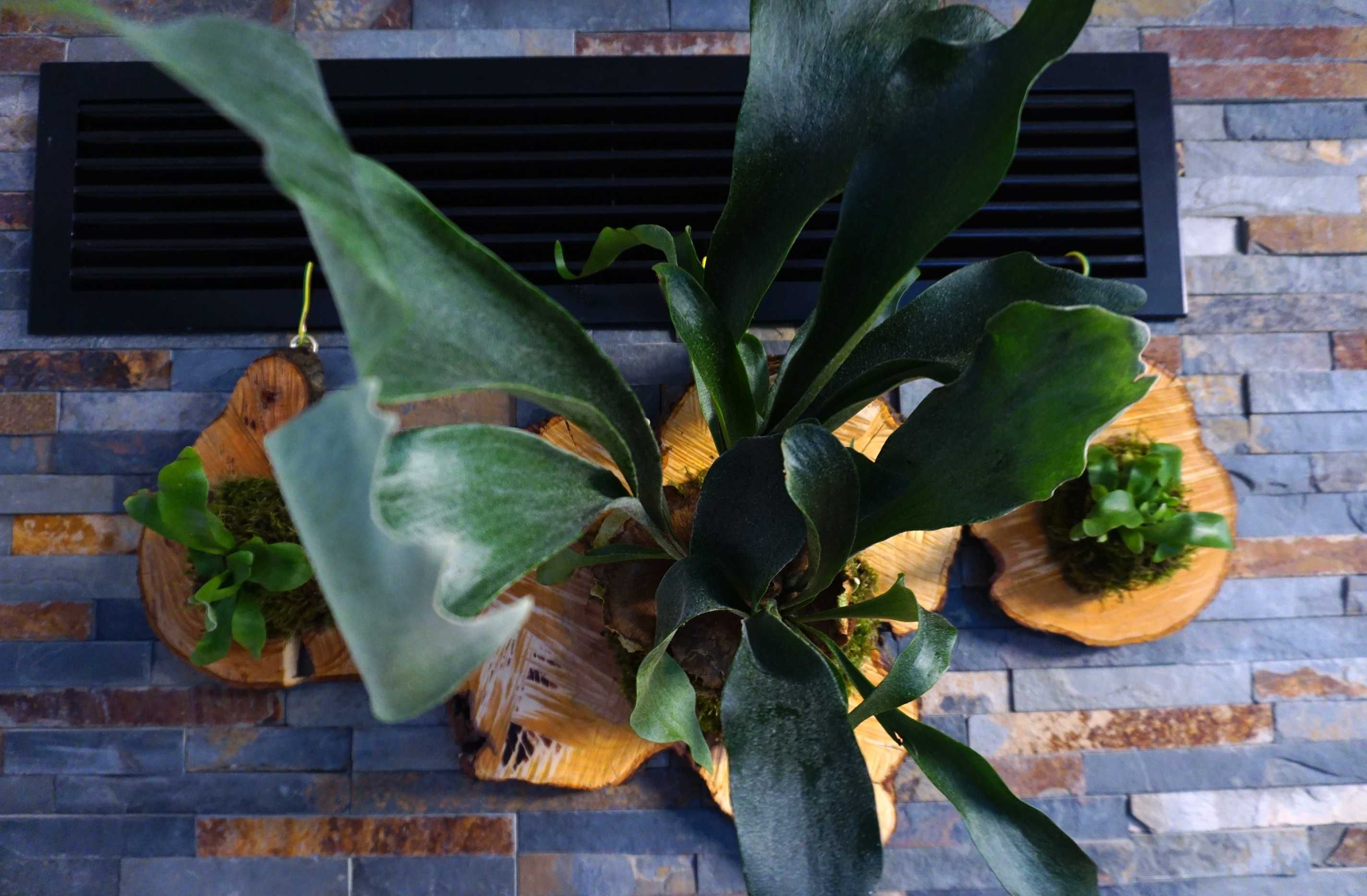 Mounted Staghorn Fern | Platycerium bifurcatum
Feriga corn de cerb