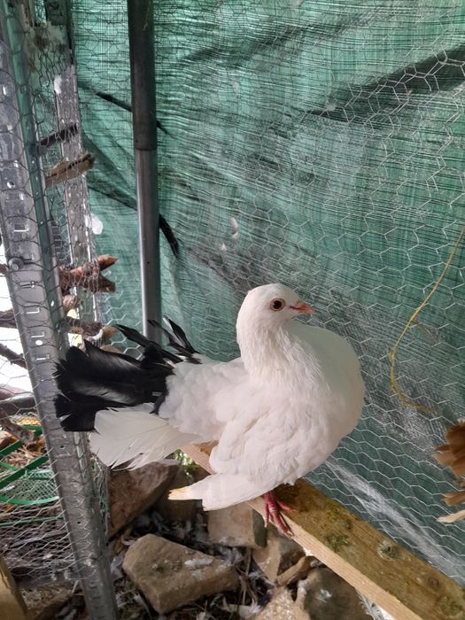 Porumbel voltat indian mascul