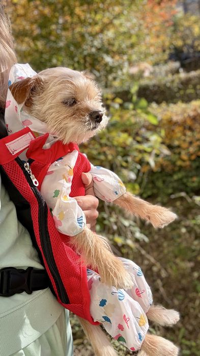 Marsupiu / ham adorabil pentru catei - confort, siguranta- L-XL