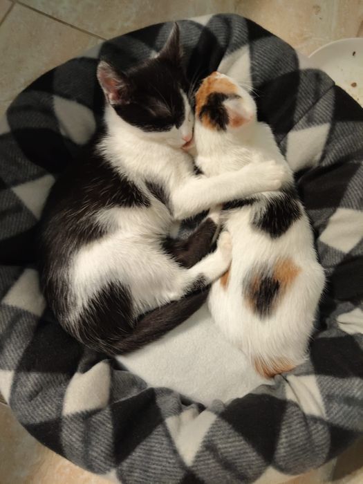 Donez pe Tomiță & Ina vârstă 3 luni