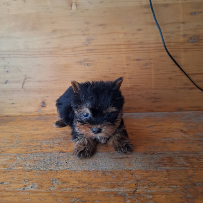 Yorkshire Terrier Toy de rasa pura cu vaccin și deparazitați și carnet