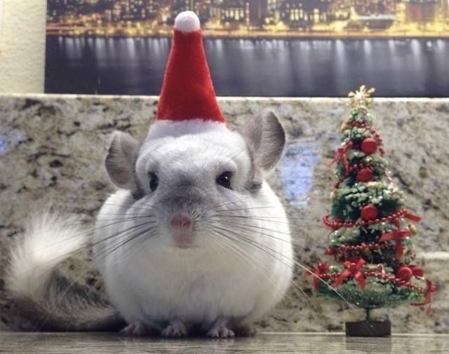 Cadou de Crăciun - pui chinchilla + kit de întreținere