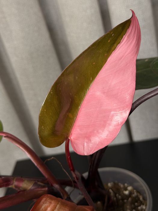 Philodendron "Pink Princess"