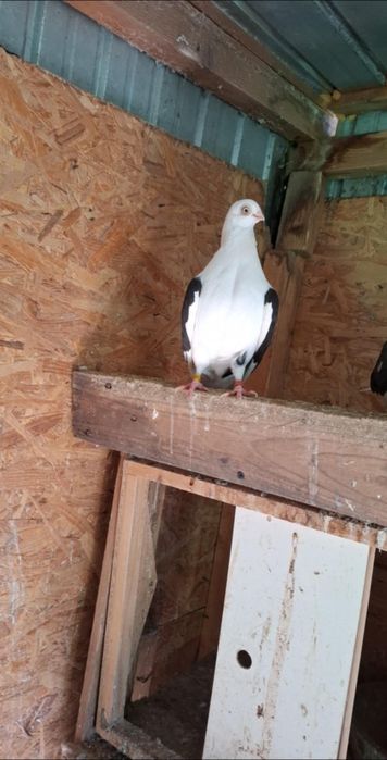 Disponibili jucatori