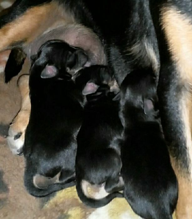 Щенки   тойчики.