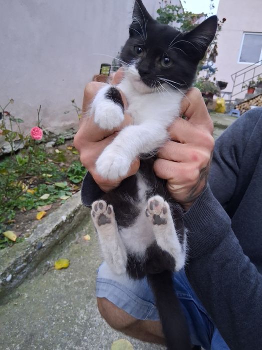 Donez 2 pisicuțe si un pisoi