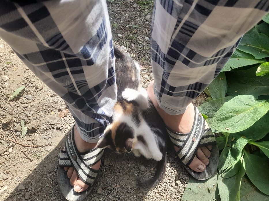 Отдам в хорошие руки