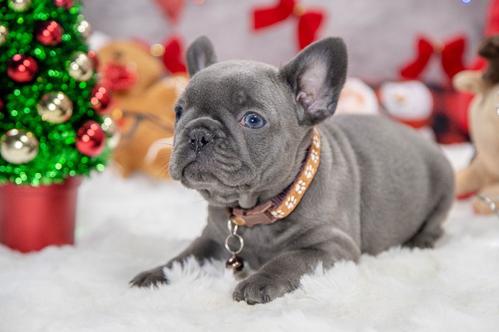 bulldog francez lilac