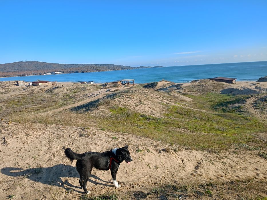 Женско кученце за осиновяване