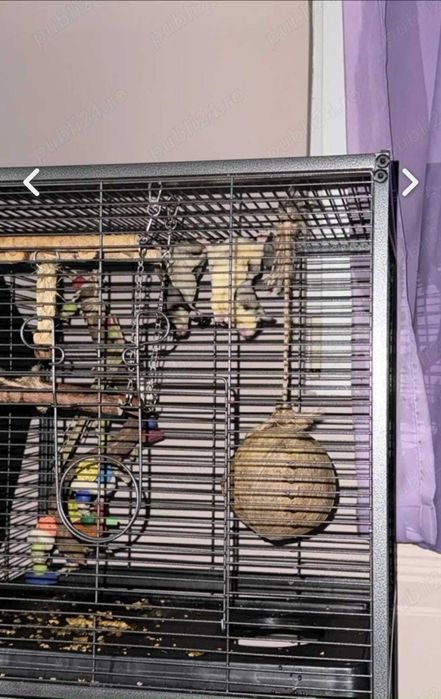 Vand 2 veverite zburatoare (sugar glider)