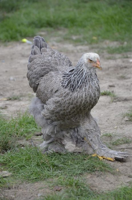 Doua gaini brahma silver orange bso