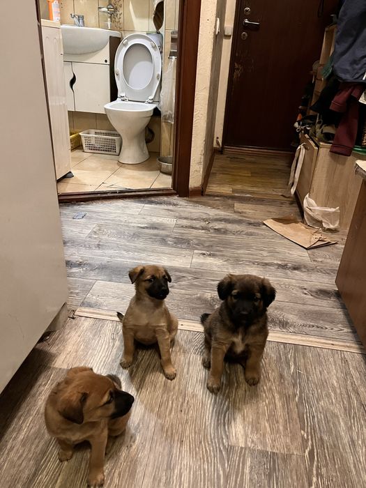 Щенята-задорные собачата