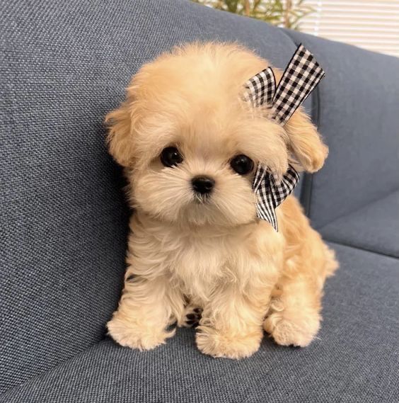 Maltipoo teacup original