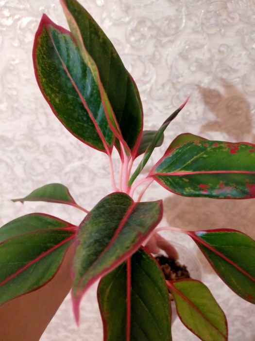 Продам комнатные растения