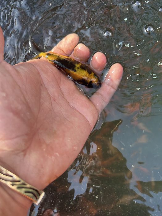 koi puiet 6-10 cm