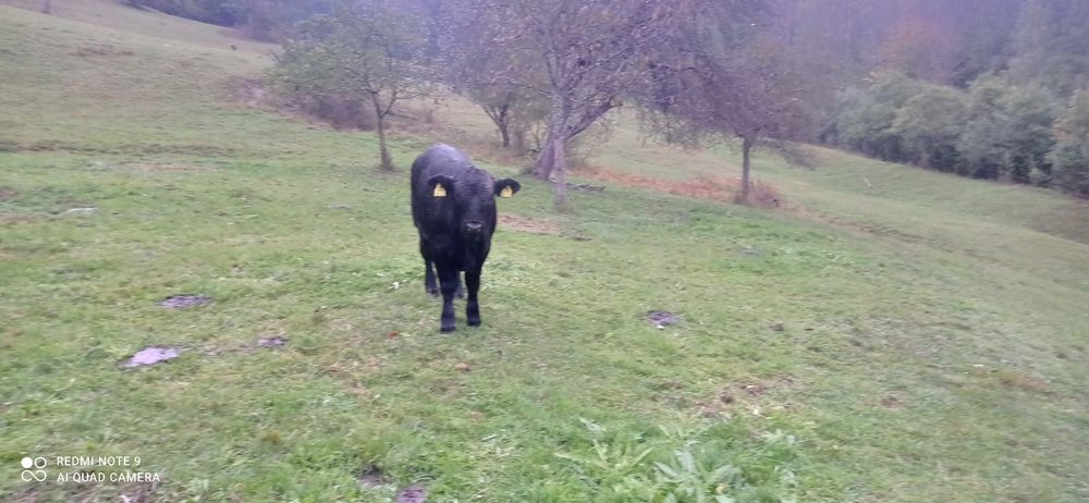 Vând cinci viței Angus și metis