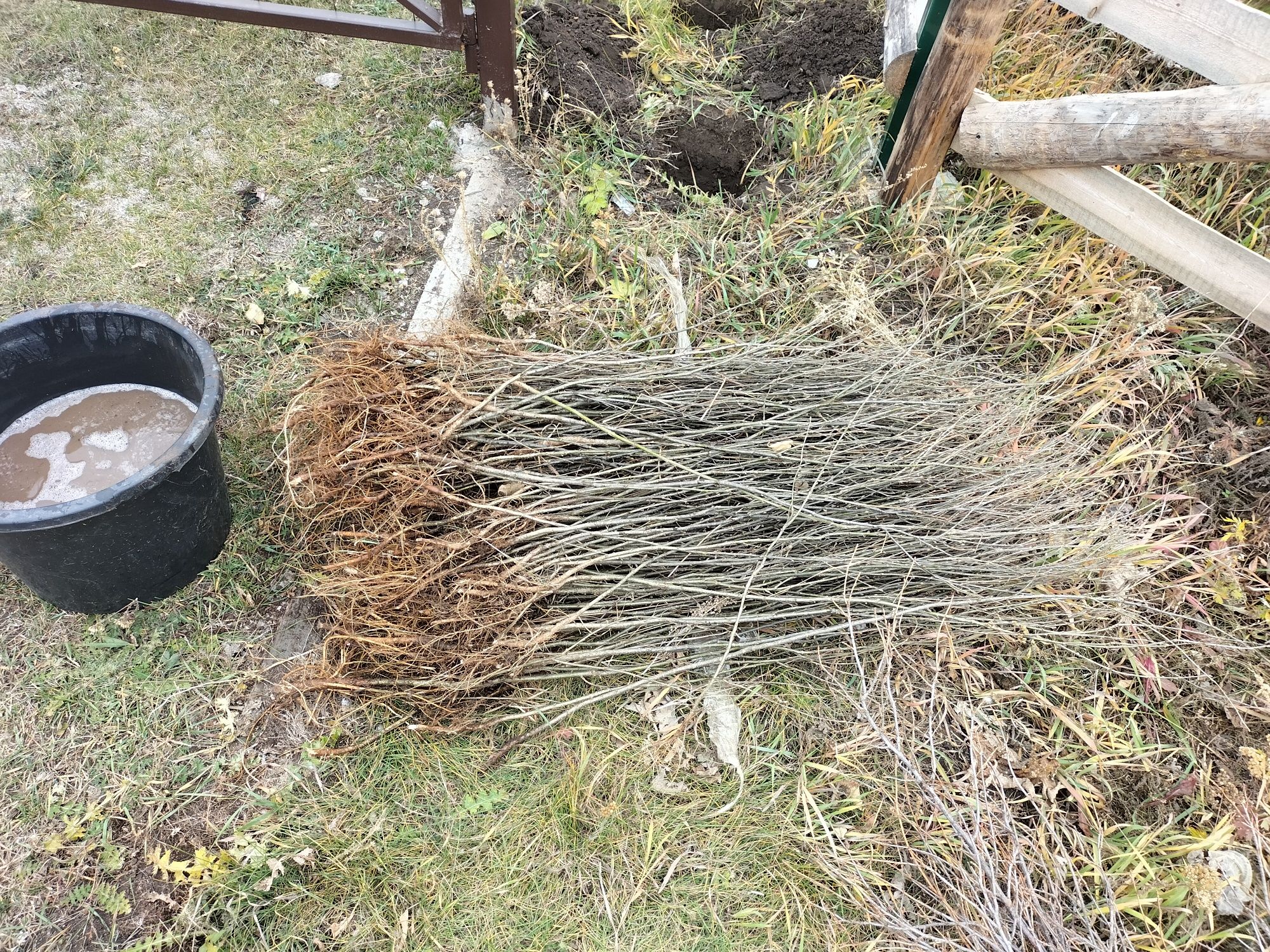 Живая изгородь карагач акация жёлтая смородина