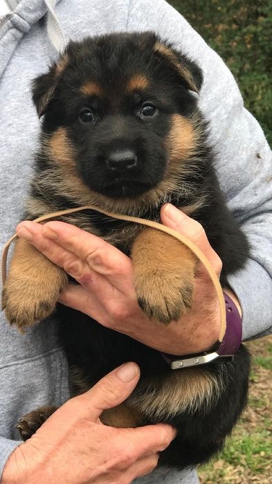 Открыта бронь щенков чистокровной немецкой овчарки