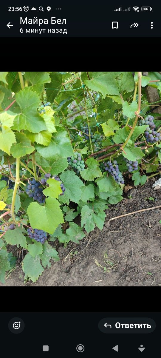 Продам дачу в СО Пригородное