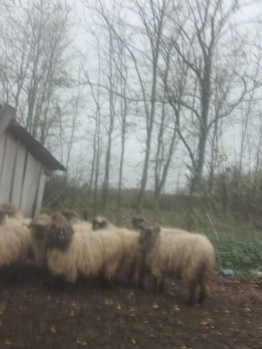 Oi bune de vânzare !