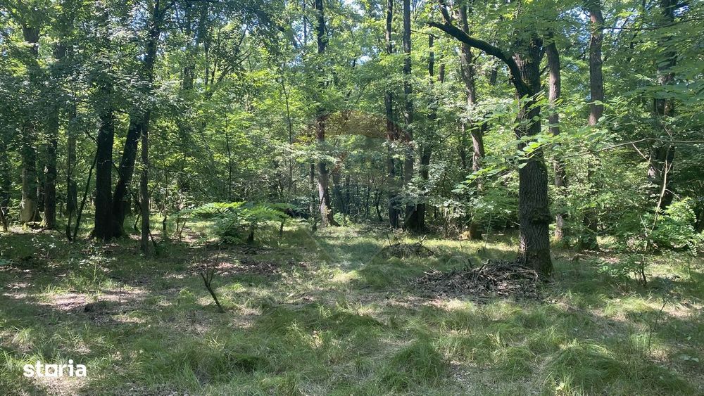 Pădure de 4,849 mp in  Lapusel