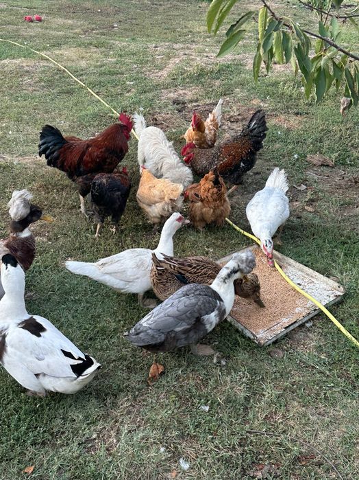 Vând cocoși rațe și ratoi