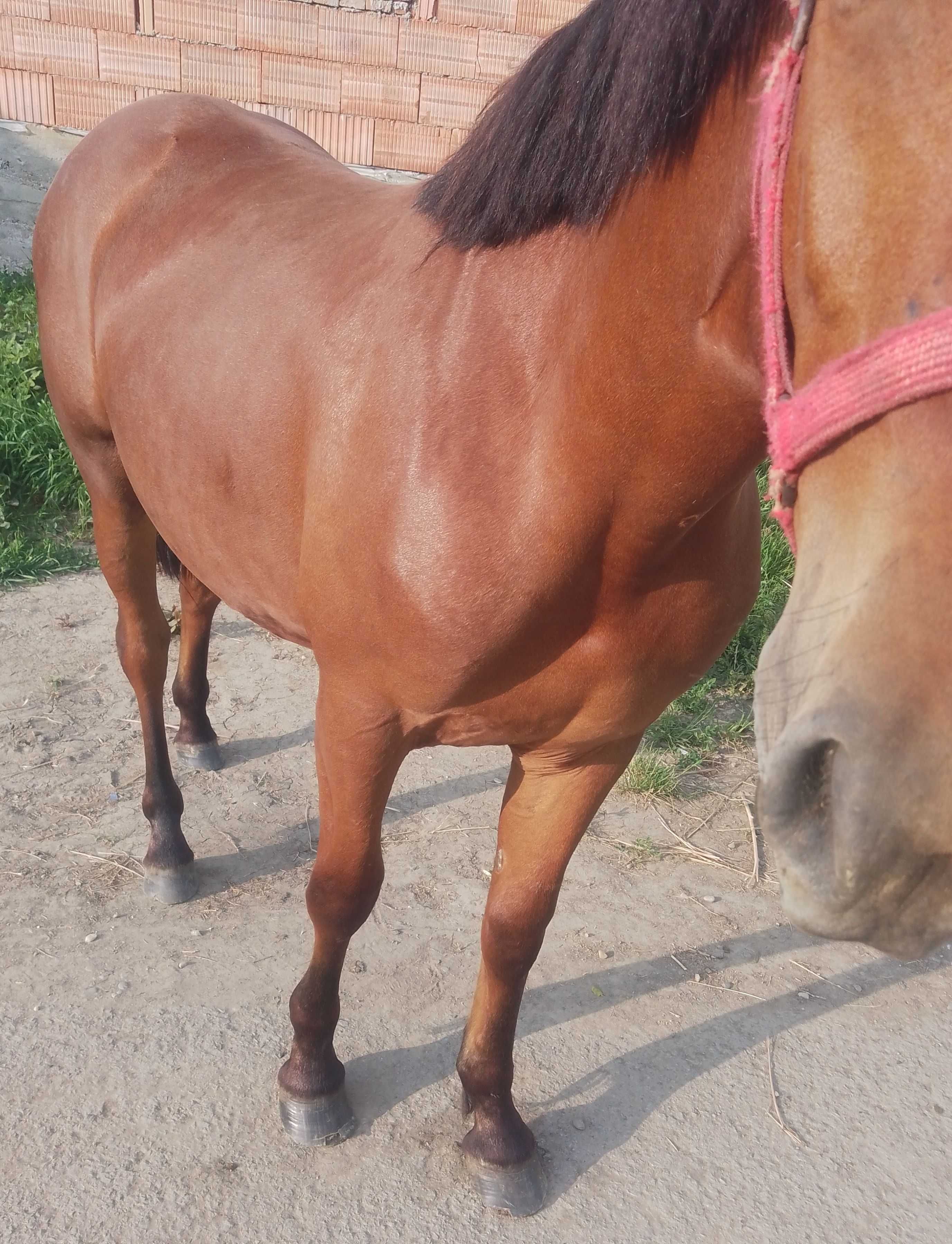 Mânză de vânzare