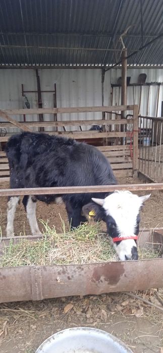 Miki maus buqacha sotiladi narxi 12.300 .