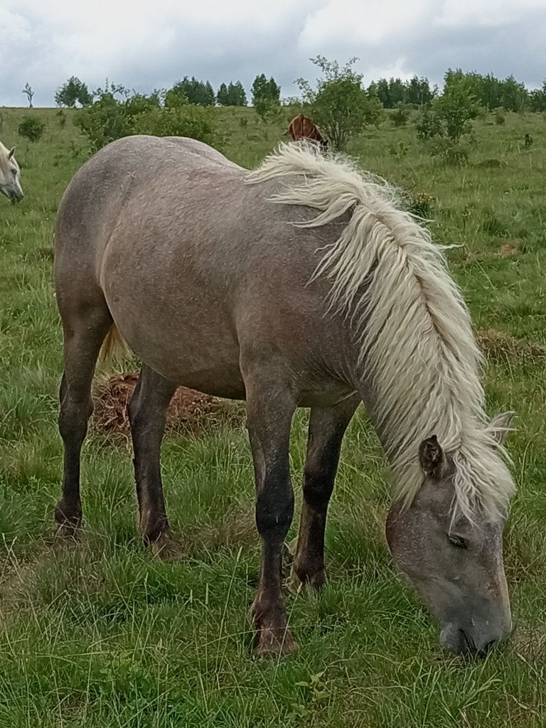Vând două manze!!