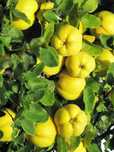Pomi Fructiferi Columnari (Soiuri De Gutui )