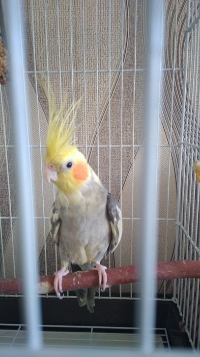 Продам попугая корелла