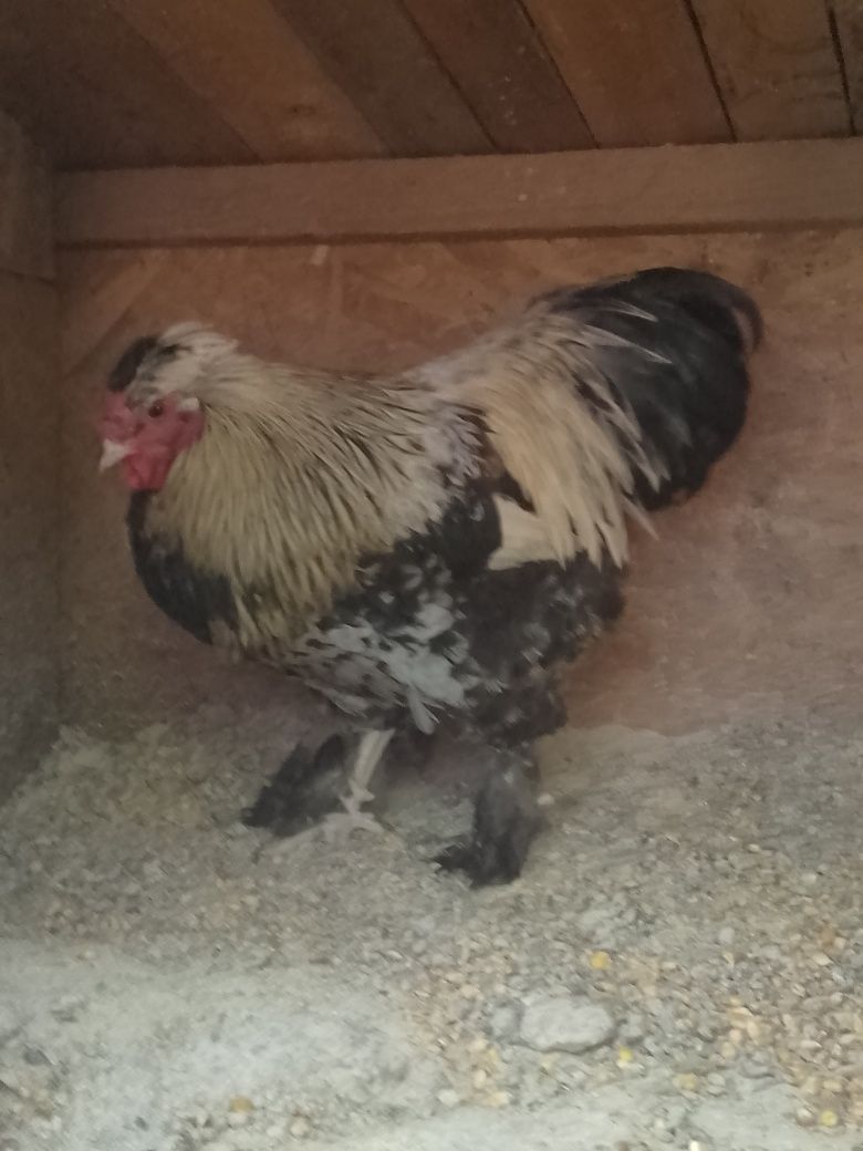 Cocoș moțată !!!