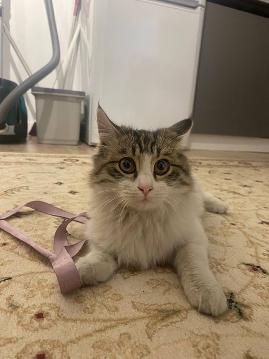 Пристраивается котенок