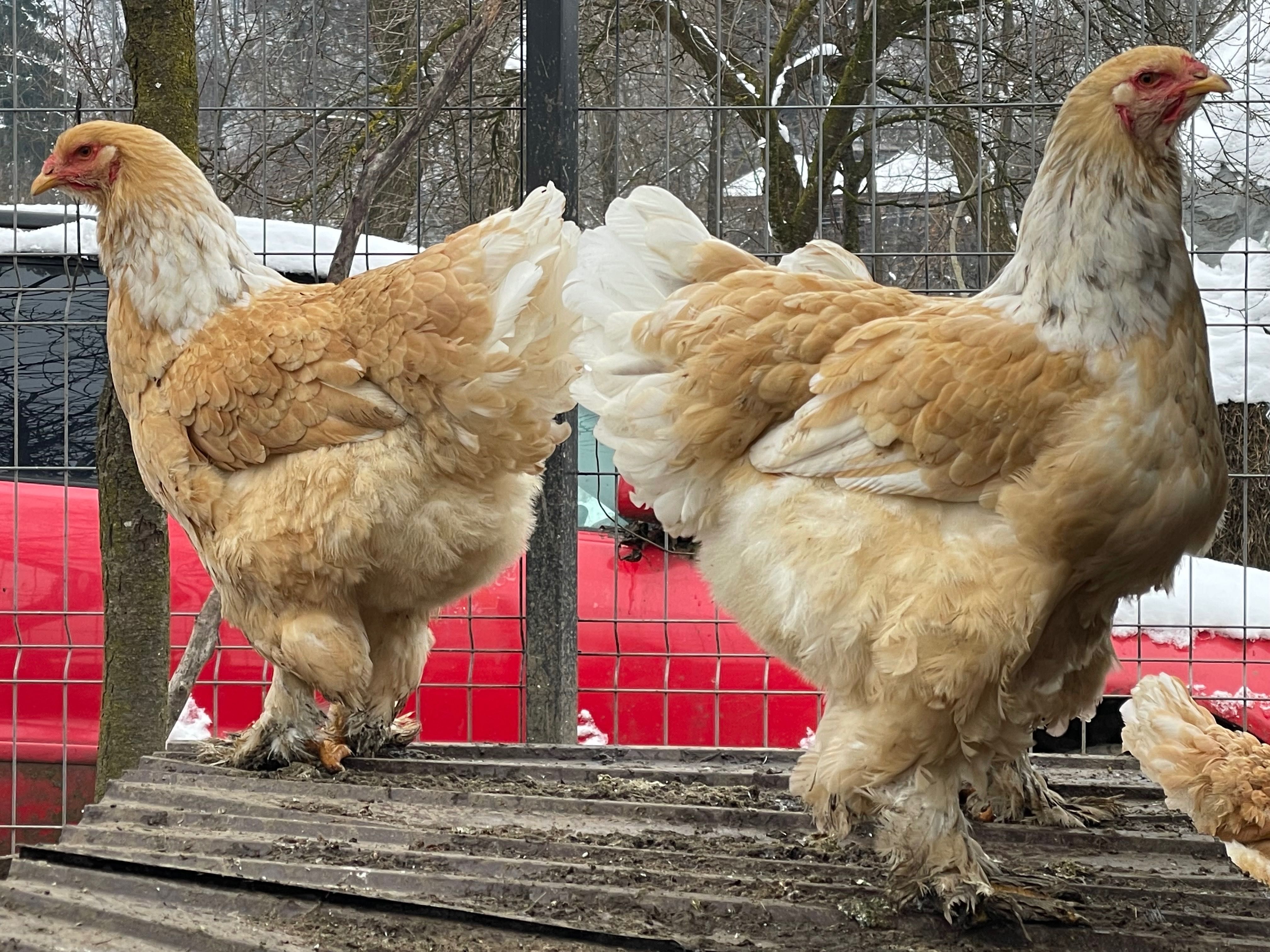 Brahma lemon pui de o lună jumate, mari, frumoși, încălțați, tofloşi